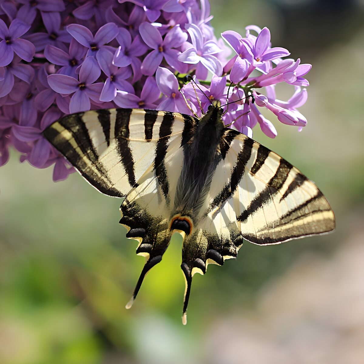 Schmetterling auf sonnenhellem Flieder