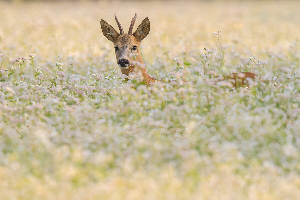 Rehbock zwischen zarten Wiesenblüten