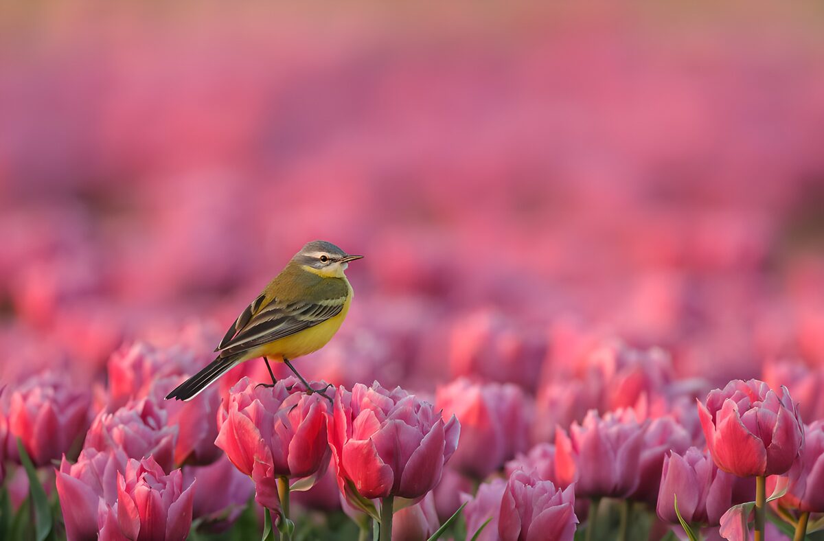 Schafstelze im rosa Blütenmeer