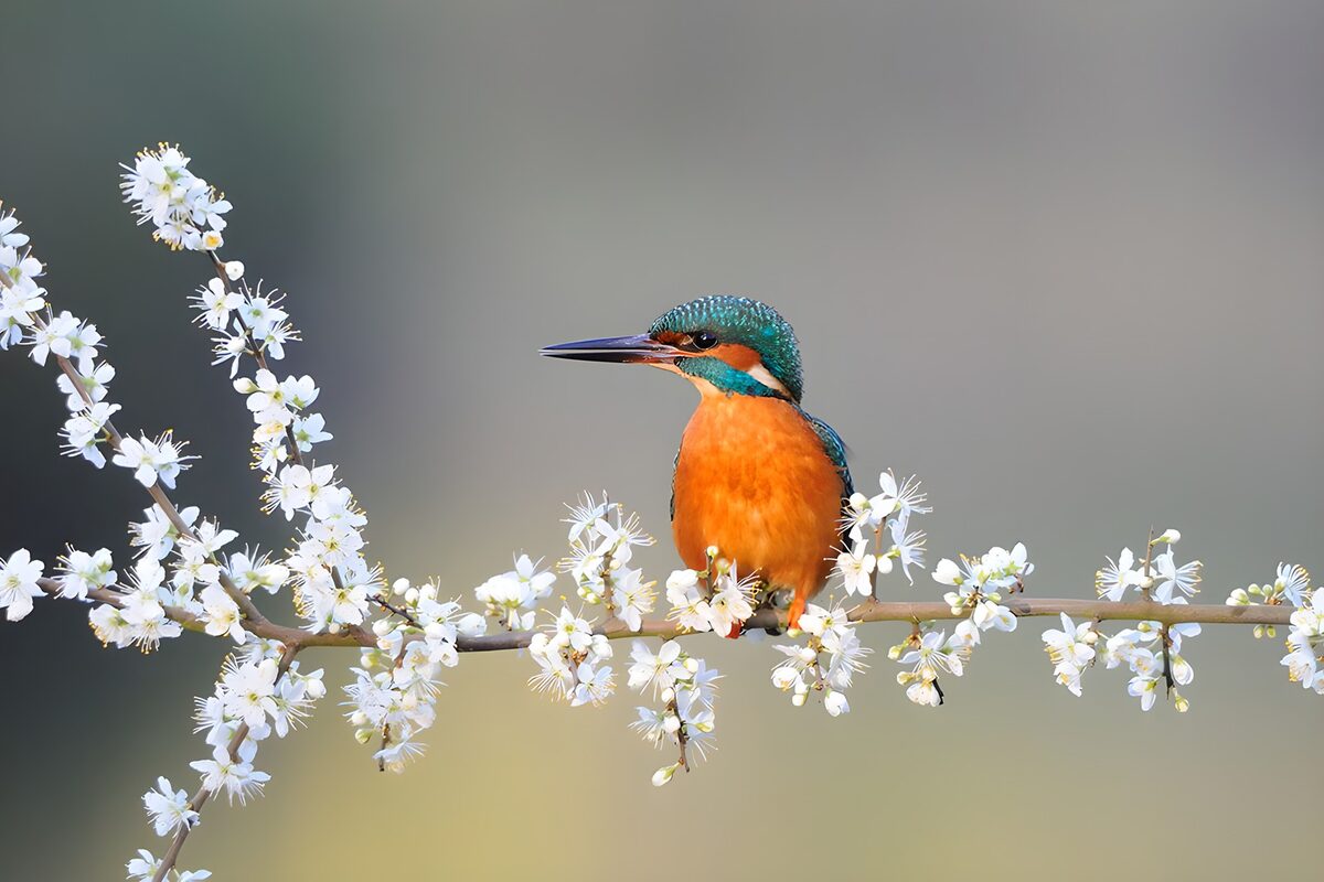 Eisvogel auf weiß blühendem Zweig