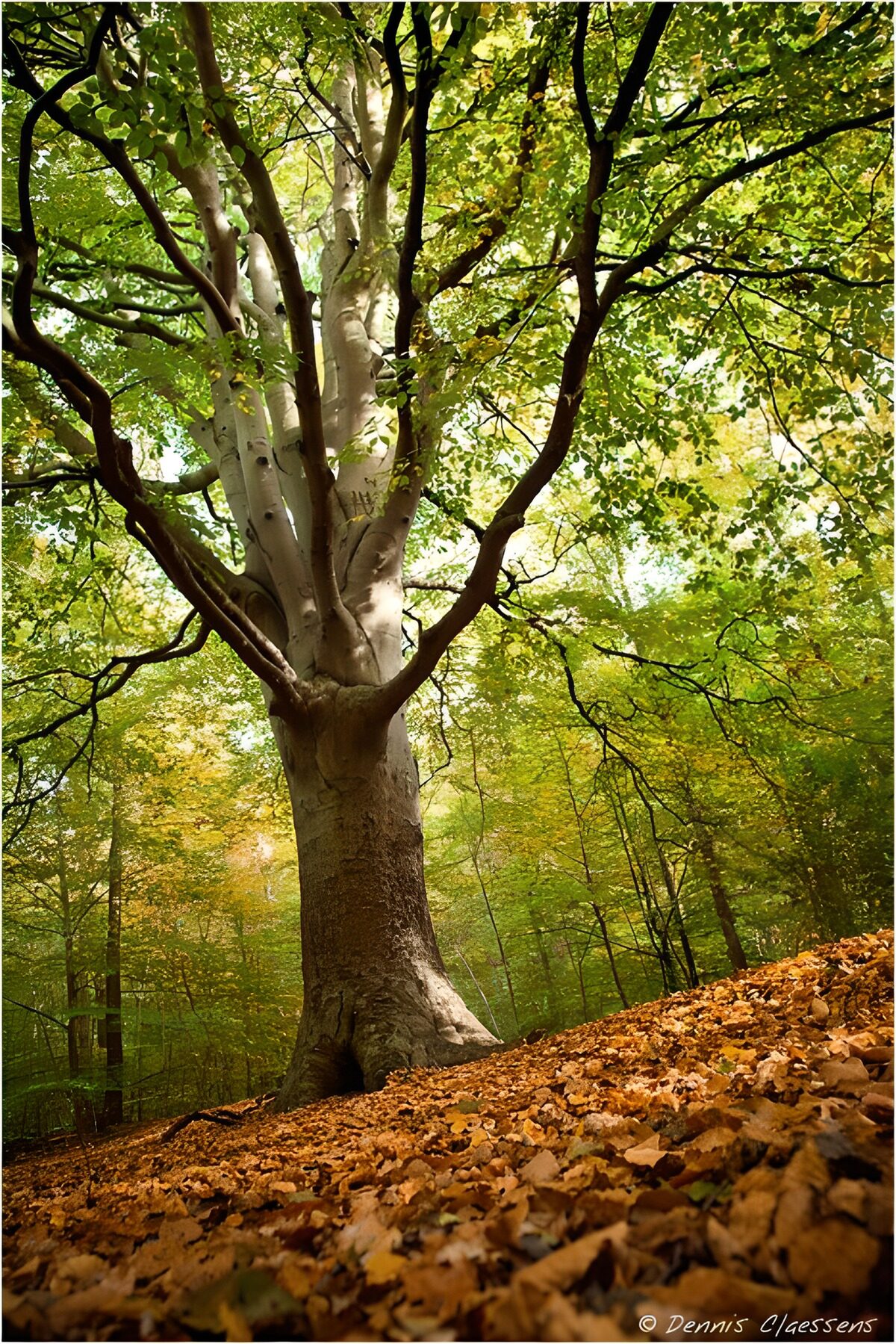 Große Buche im herbstlichen Sonnenlicht