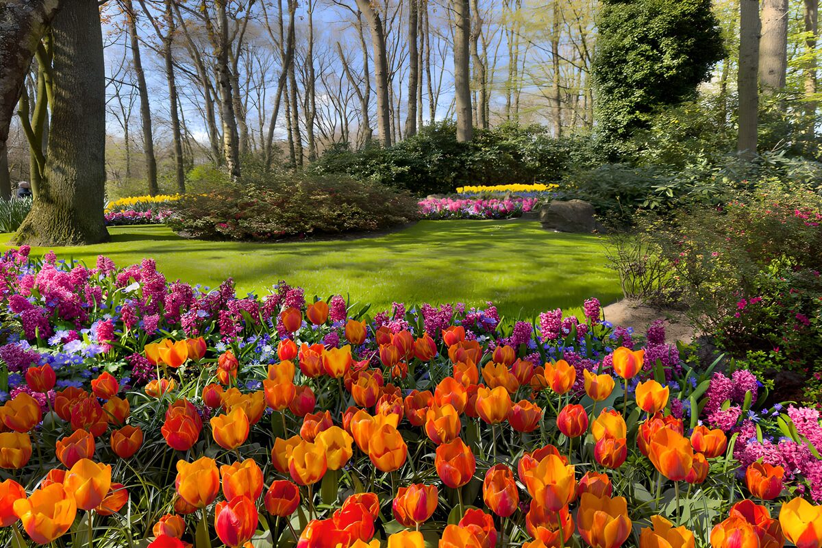 Orange Tulpen im sonnigen Frühlingsgarten