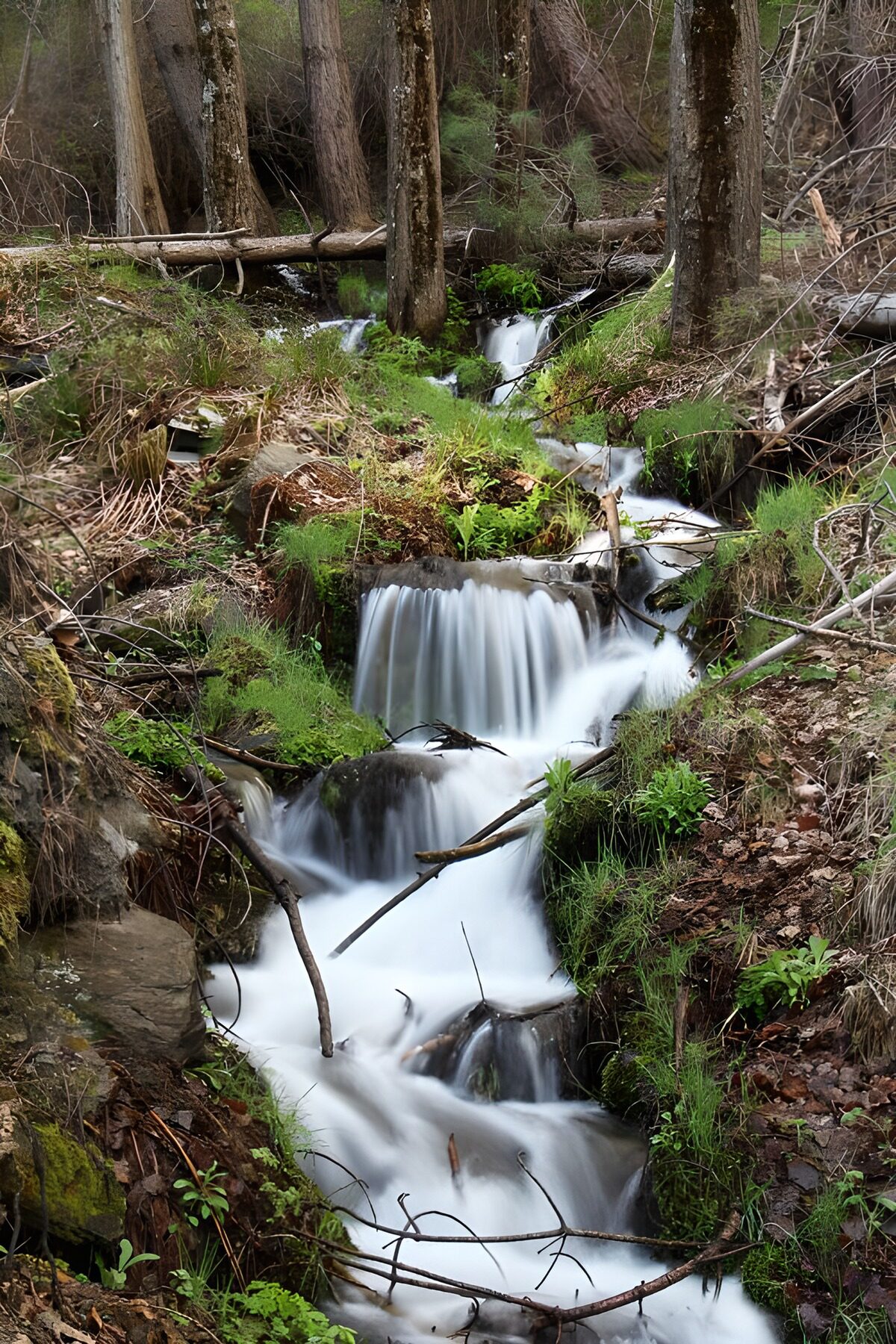Waldbach über dunklen Felsstufen