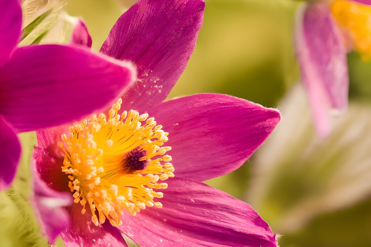 Pink-violette Blüte im warmen Licht