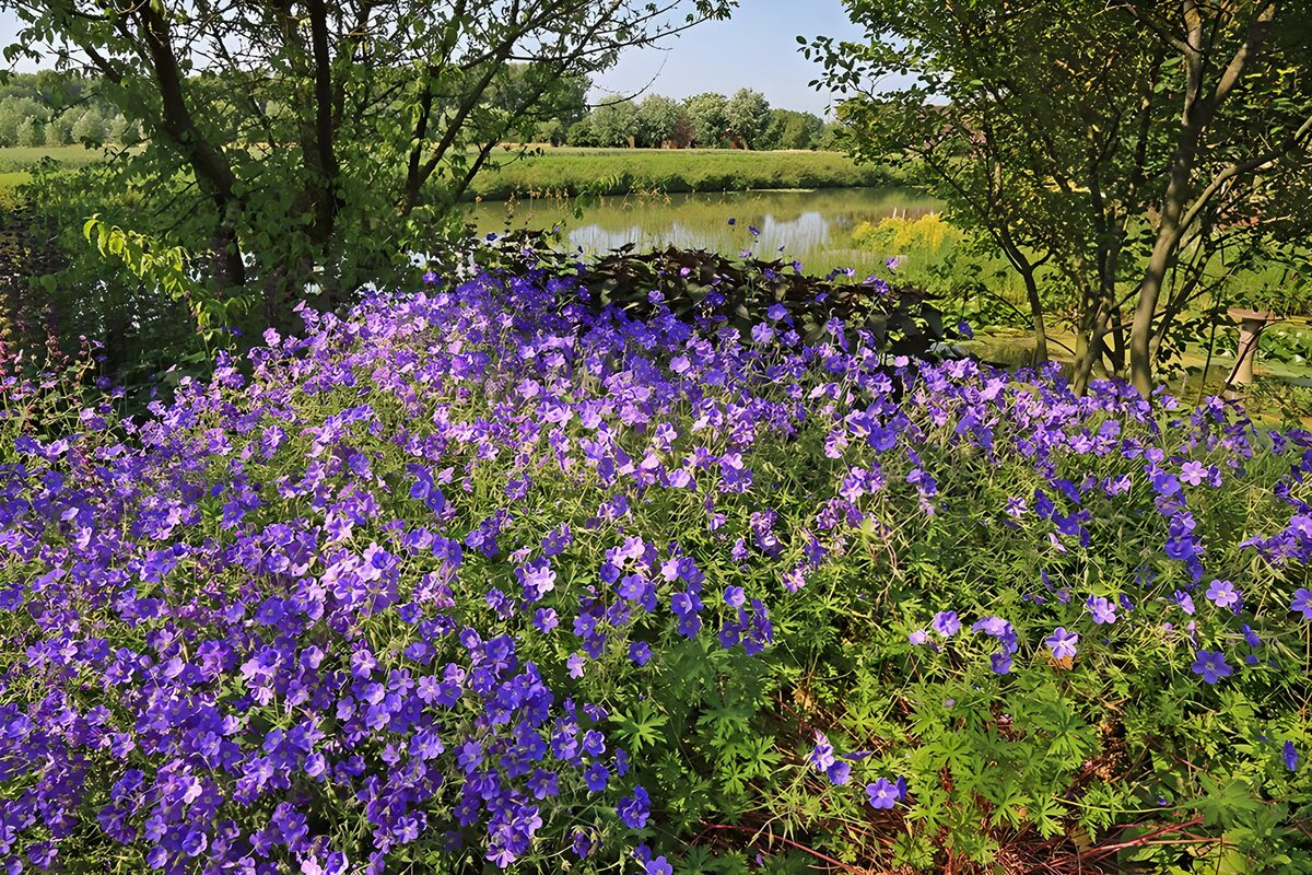 Violette Blüten am Gartenteich