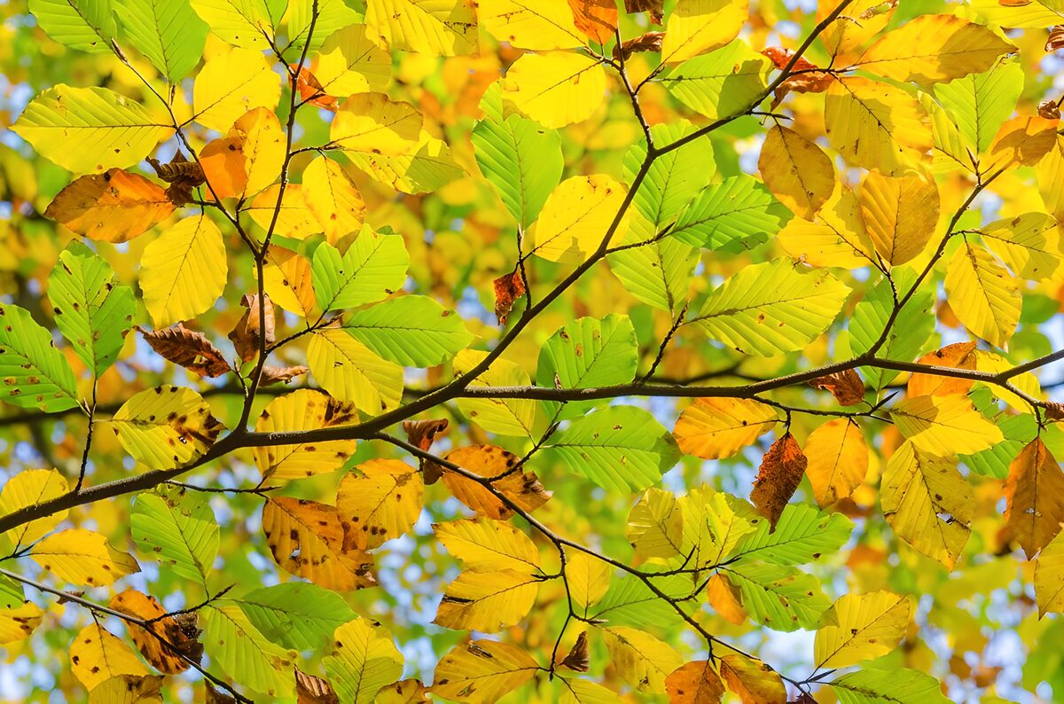 Gelbgrünes Herbstlaub im Sonnenlicht