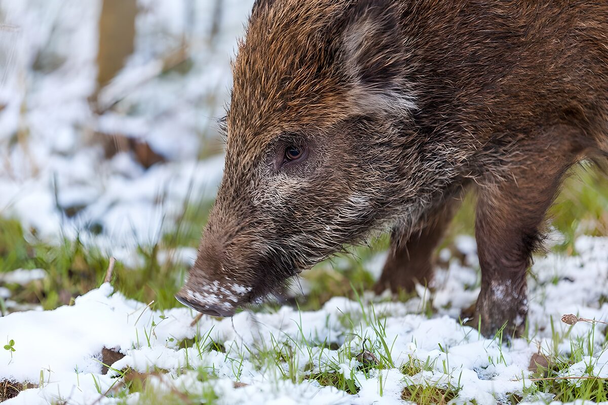 Wildschwein im Schnee aus nächster Nähe