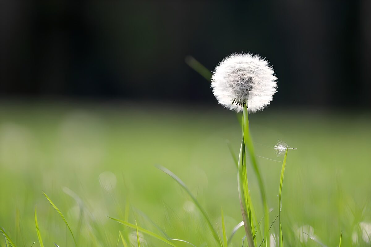 Pusteblume im sonnigen Gras