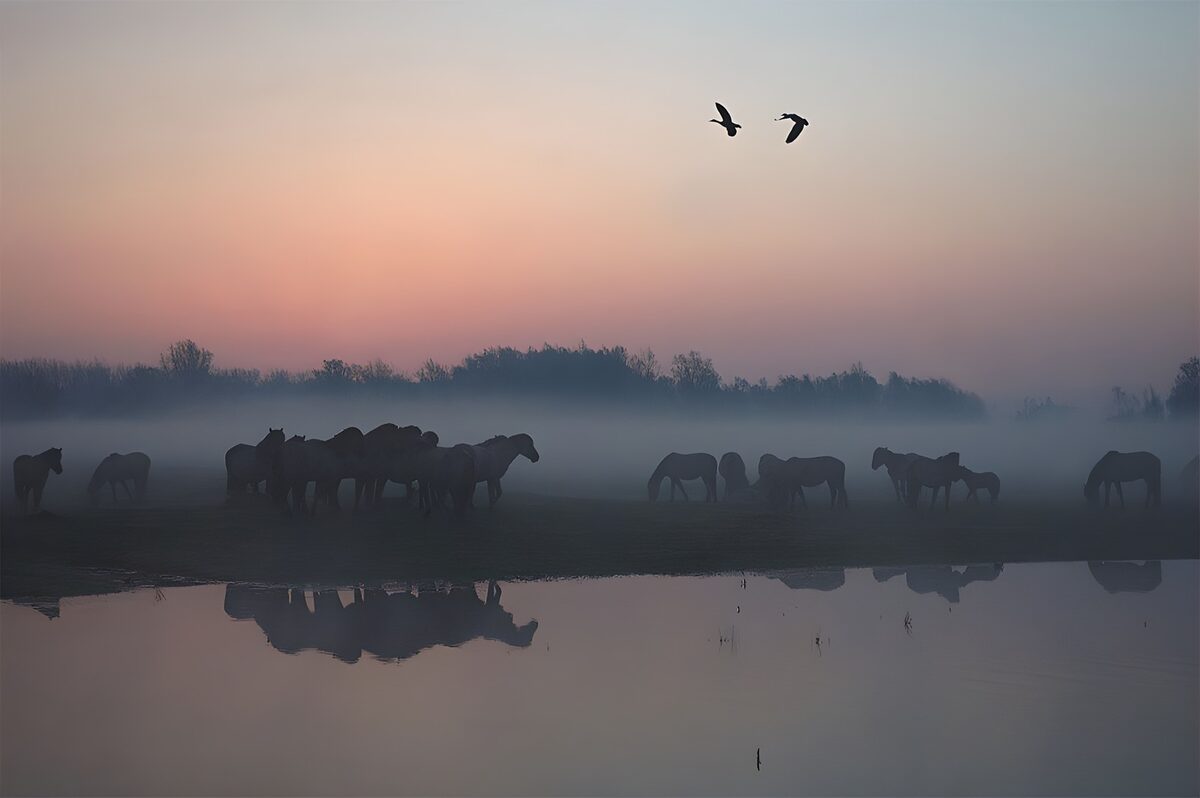 Pferdeherde am Ufer im Dämmerlicht