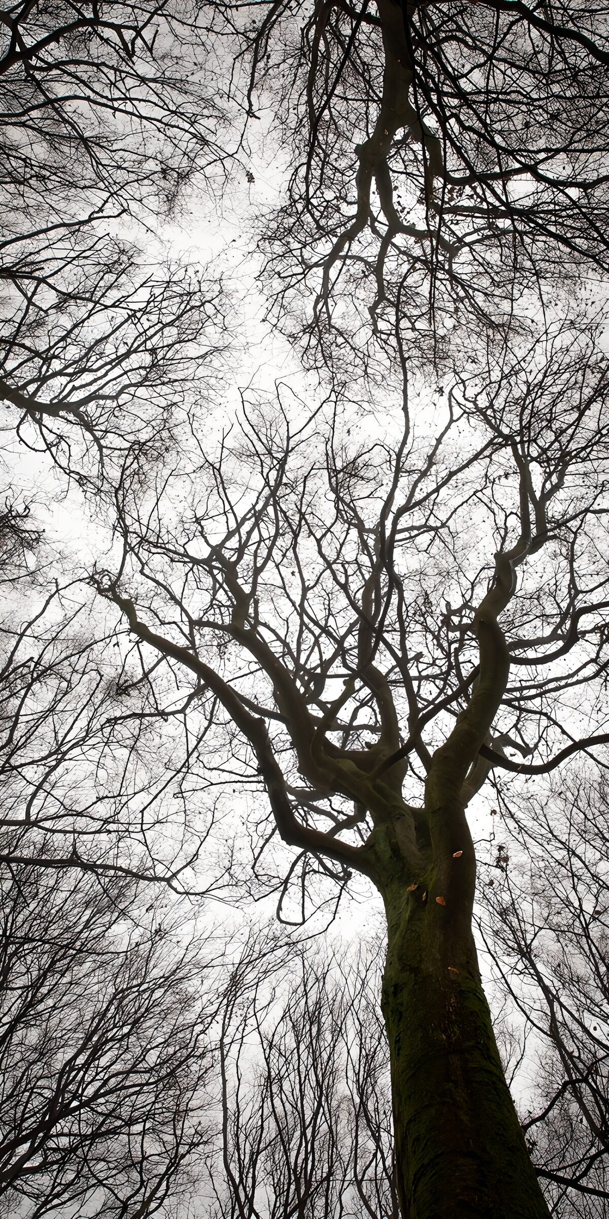 Kahle Baumkronen vor grauem Himmel