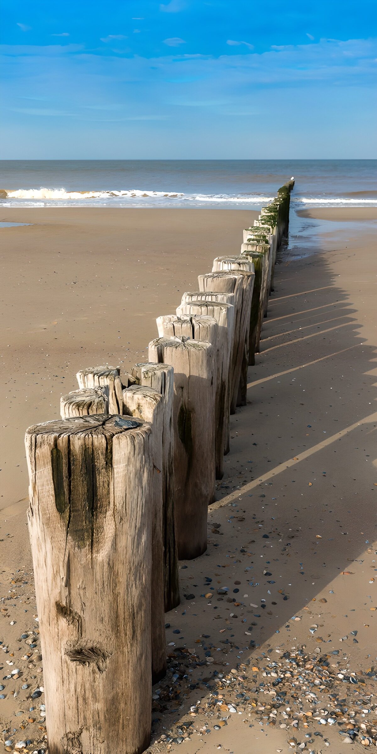 Altes Holz, weiter Horizont