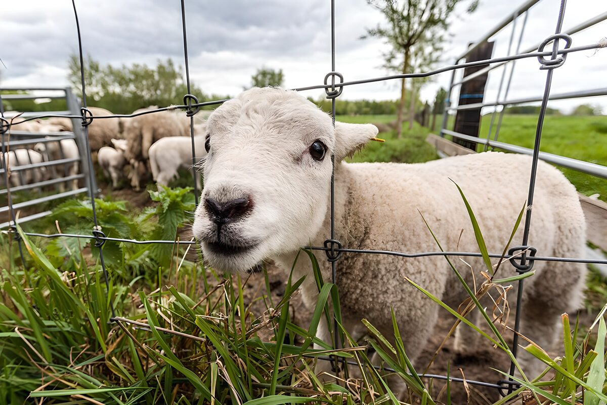 Neugieriges Lamm am Drahtzaun