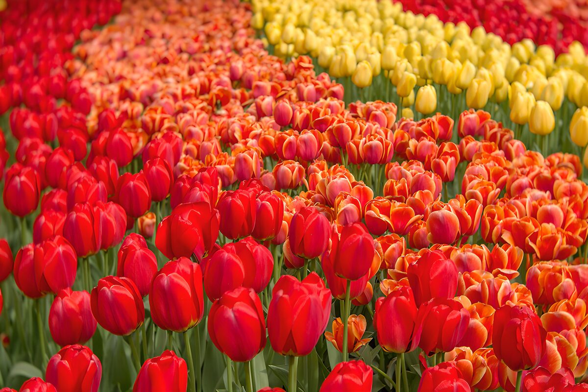 Tulpen in Rot, Orange und Gelb