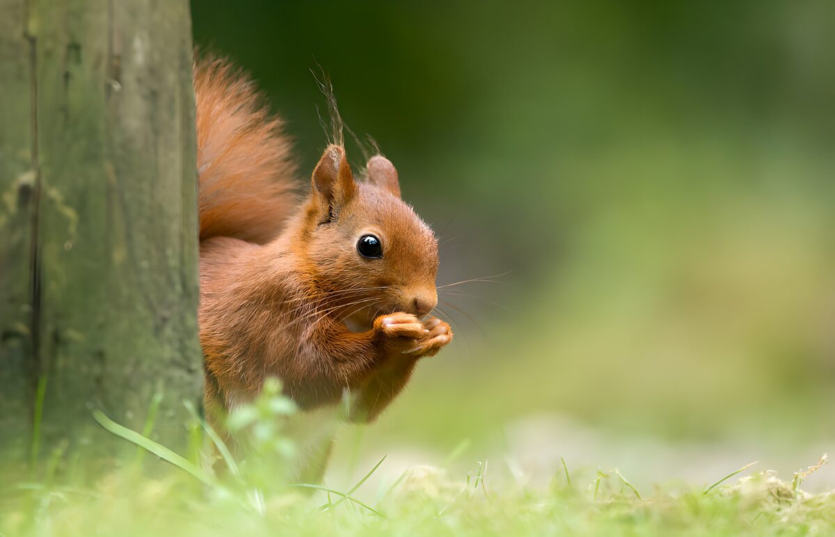 Rotes Eichhörnchen am Baumstamm