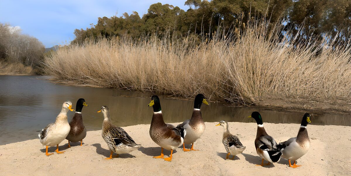 Acht Enten am sonnigen Sandufer