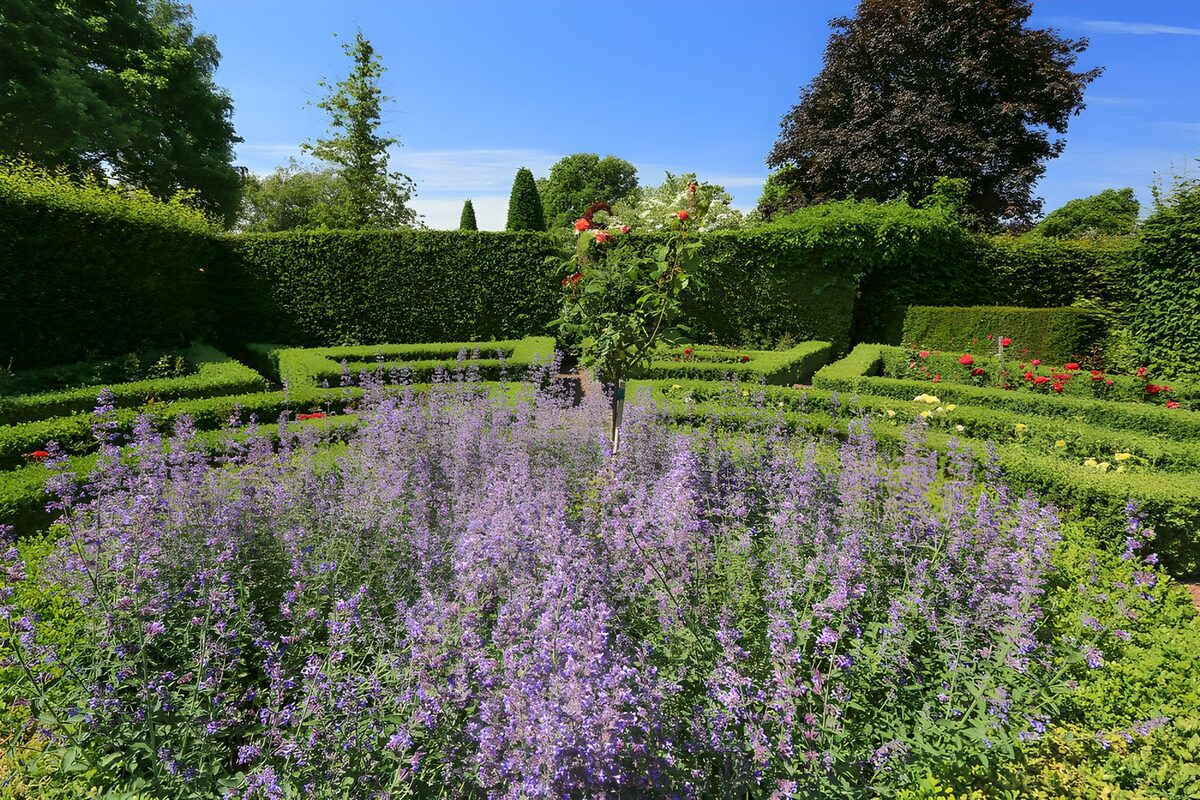 Sonniger Ziergarten mit Rosen und Hecken