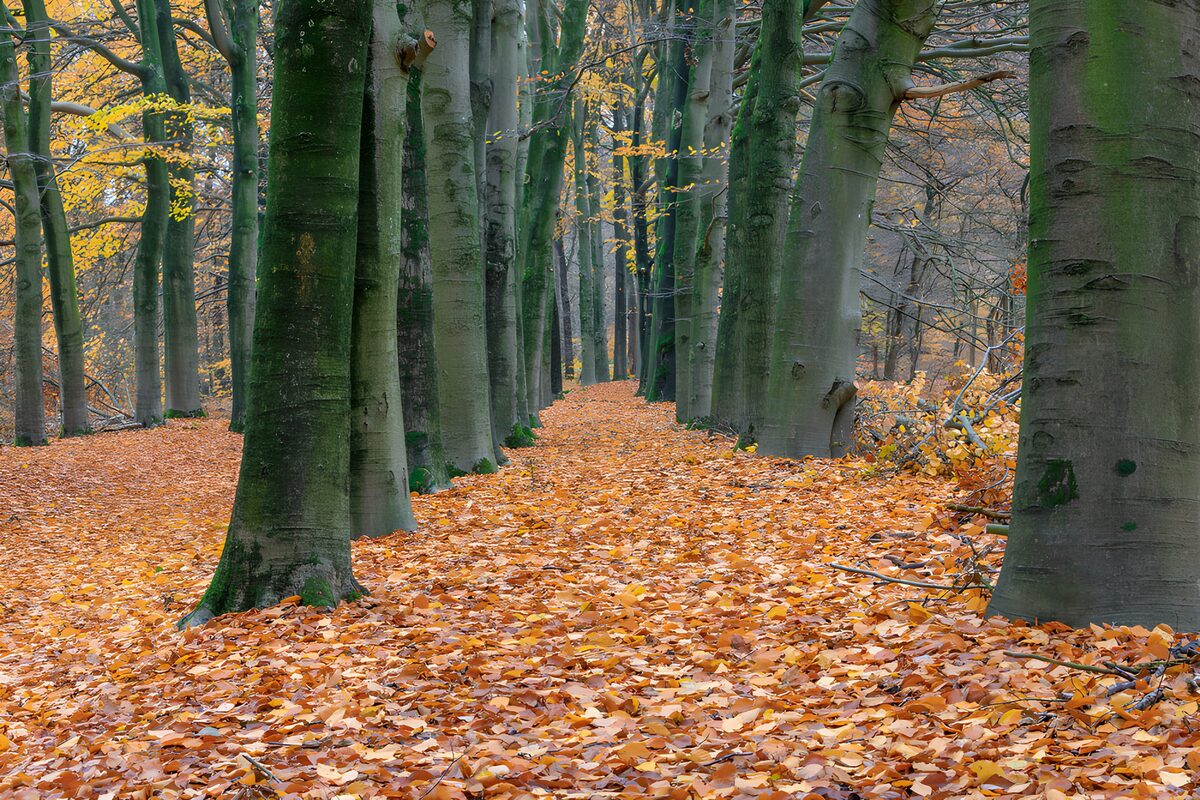 Buchenallee im bunten Herbstlaub