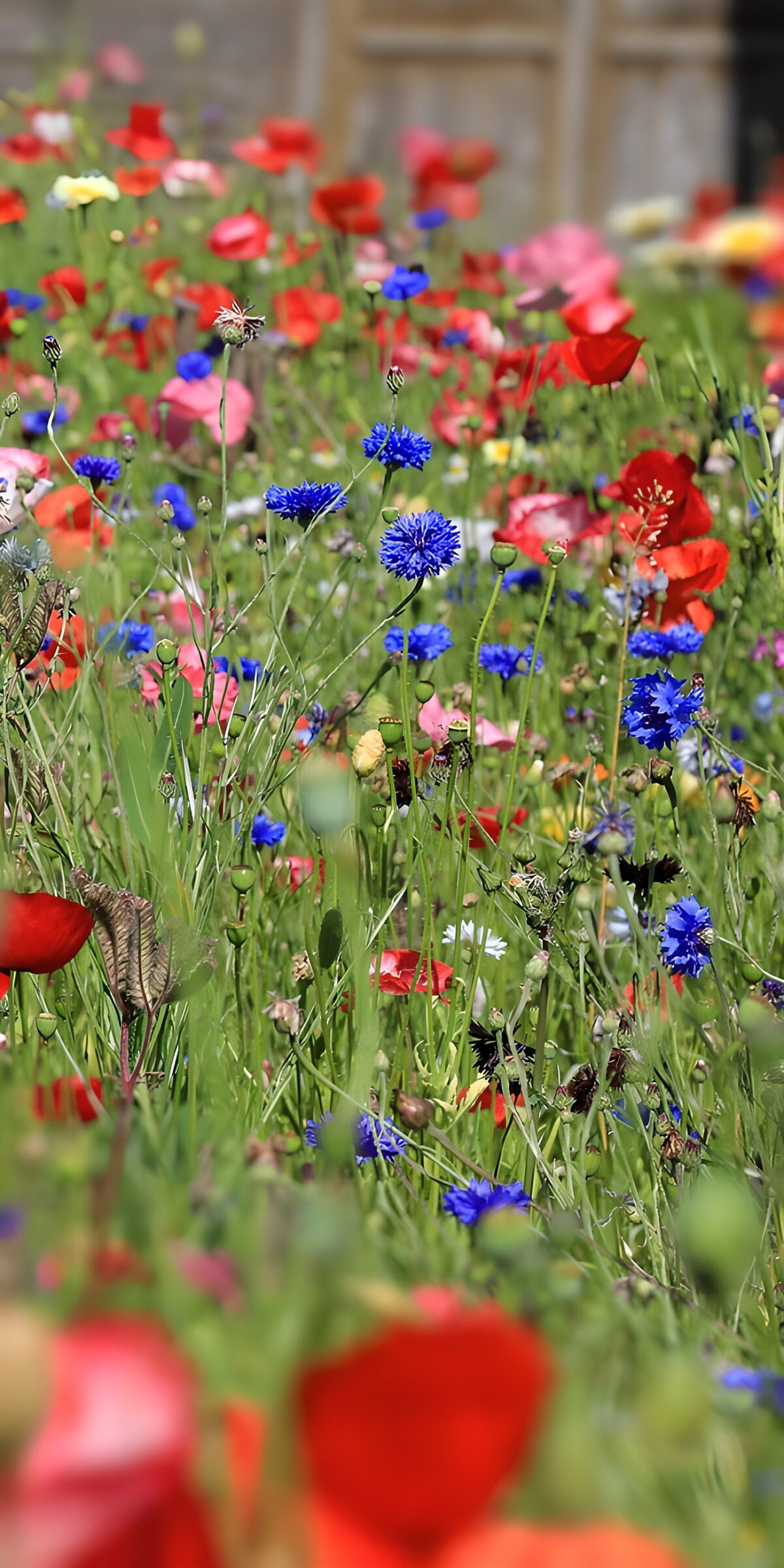 Roter Mohn und blaue Kornblumen im Sommer