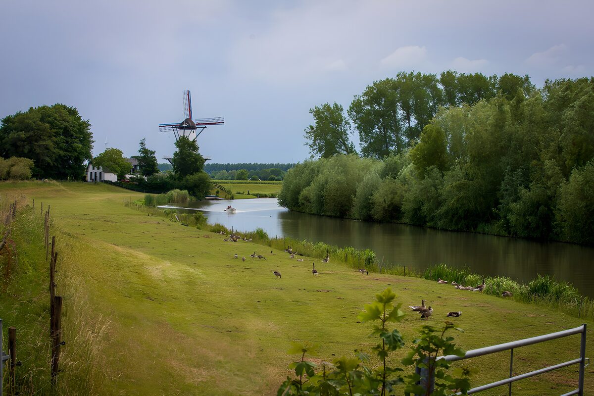 Windmühle und Gänse am grünen Ufer