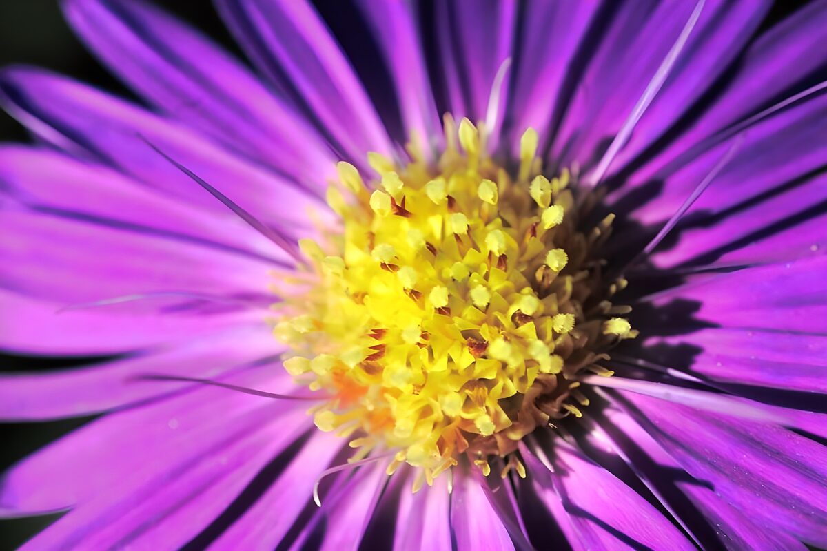 Violette Blüte im kräftigen Sonnenlicht