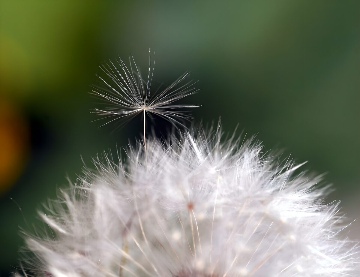 Pusteblume im sanften Licht