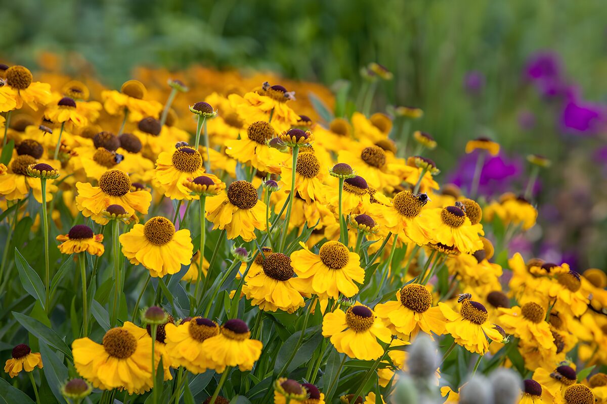 Gelbe Gartenblumen in voller Blüte