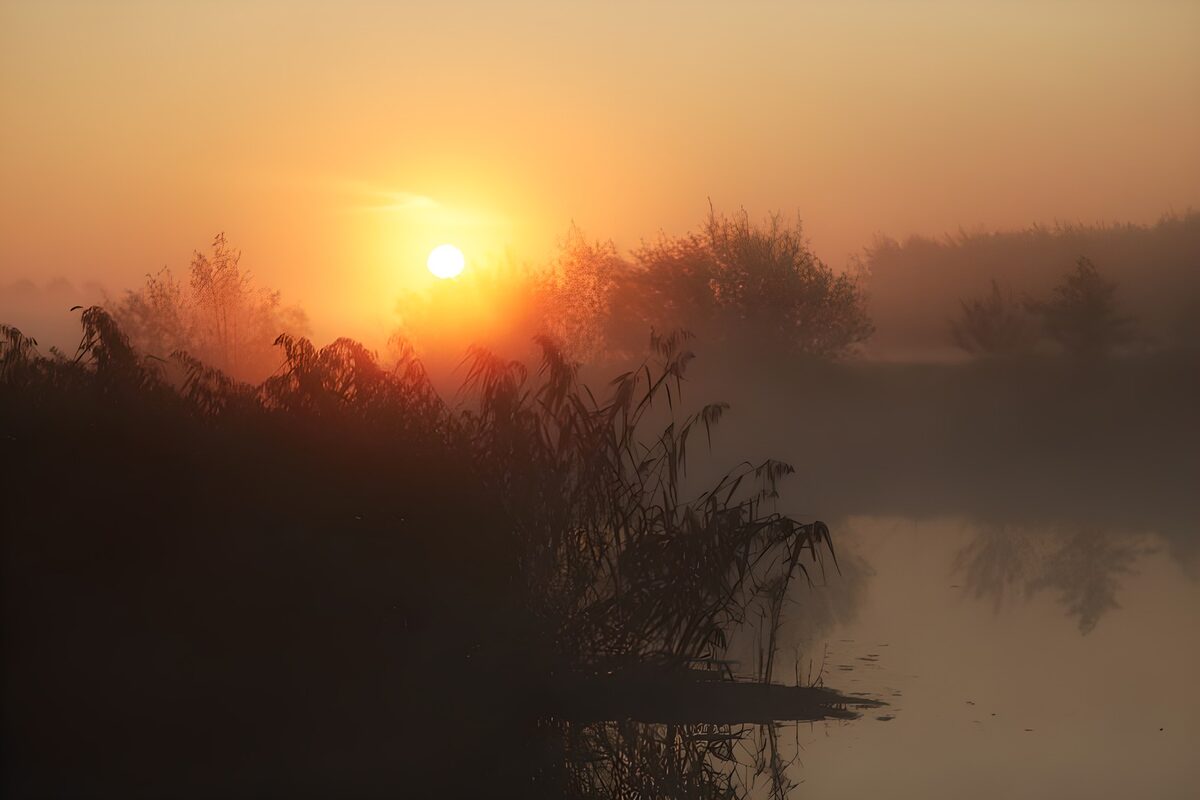 Sonnenaufgang am nebligen Schilfufer