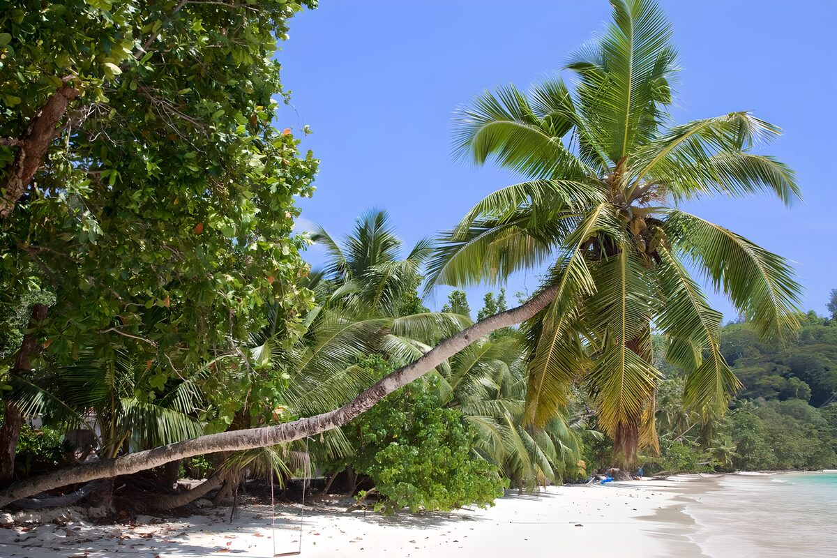 Gebogene Palme über hellem Sand