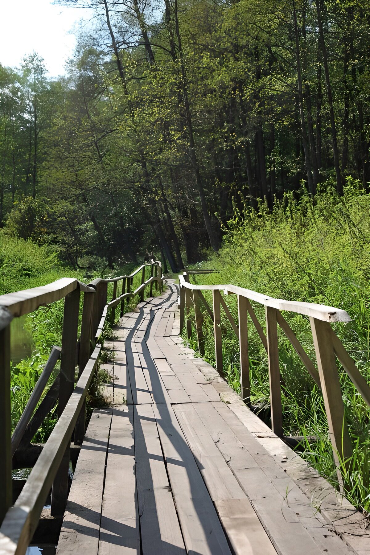 Holzsteg im sonnigen Grün des Waldes