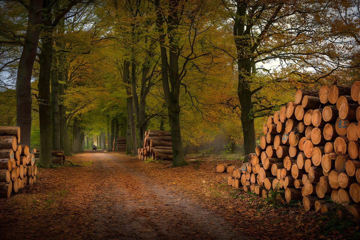 Herbstweg mit Laub und Holzstapeln