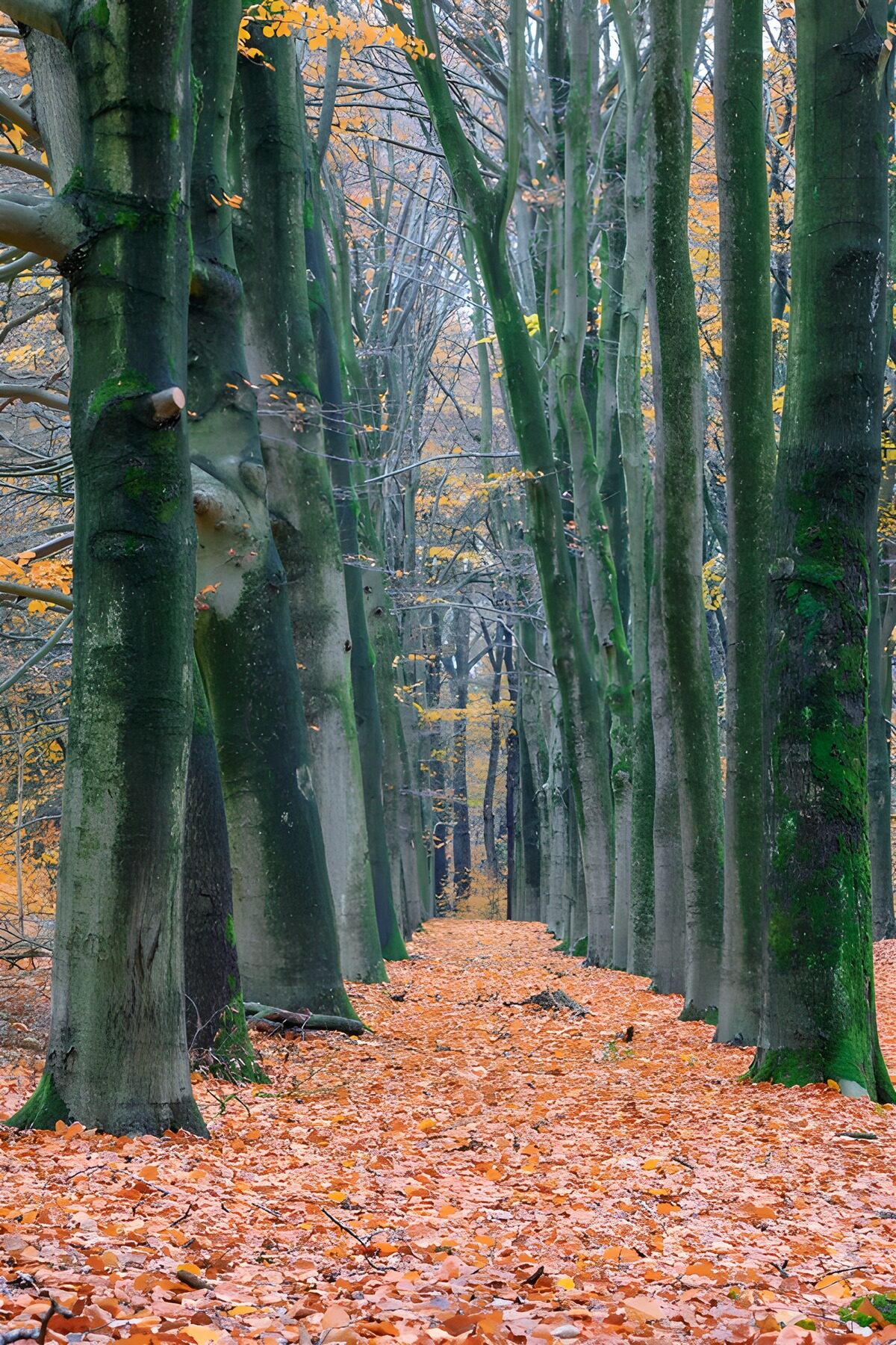 Stiller Herbstweg zwischen Buchen