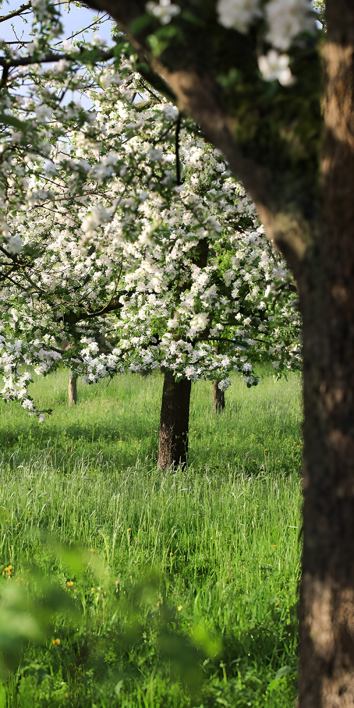 Obstbäume in weißer Blüte