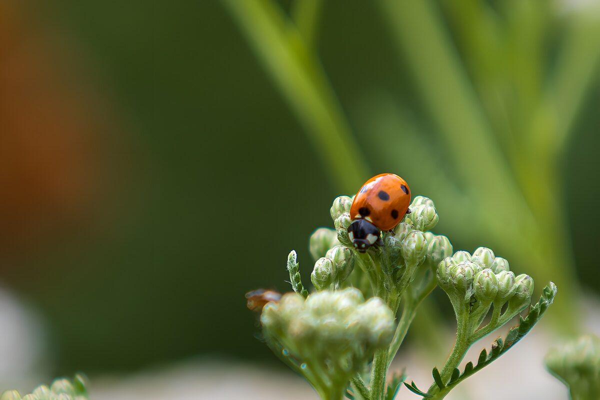 Marienkäfer auf Knospen in sanftem Grün