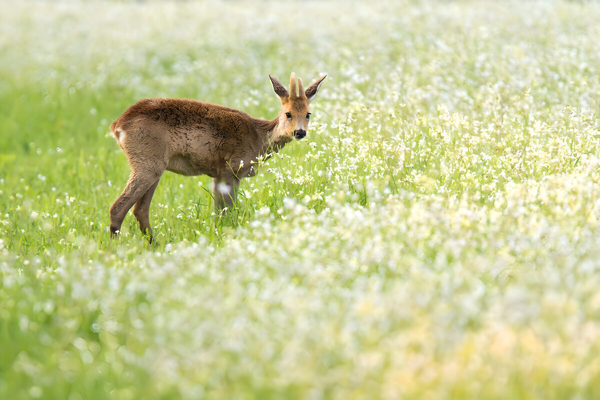 Rehbock auf stiller Blumenwiese