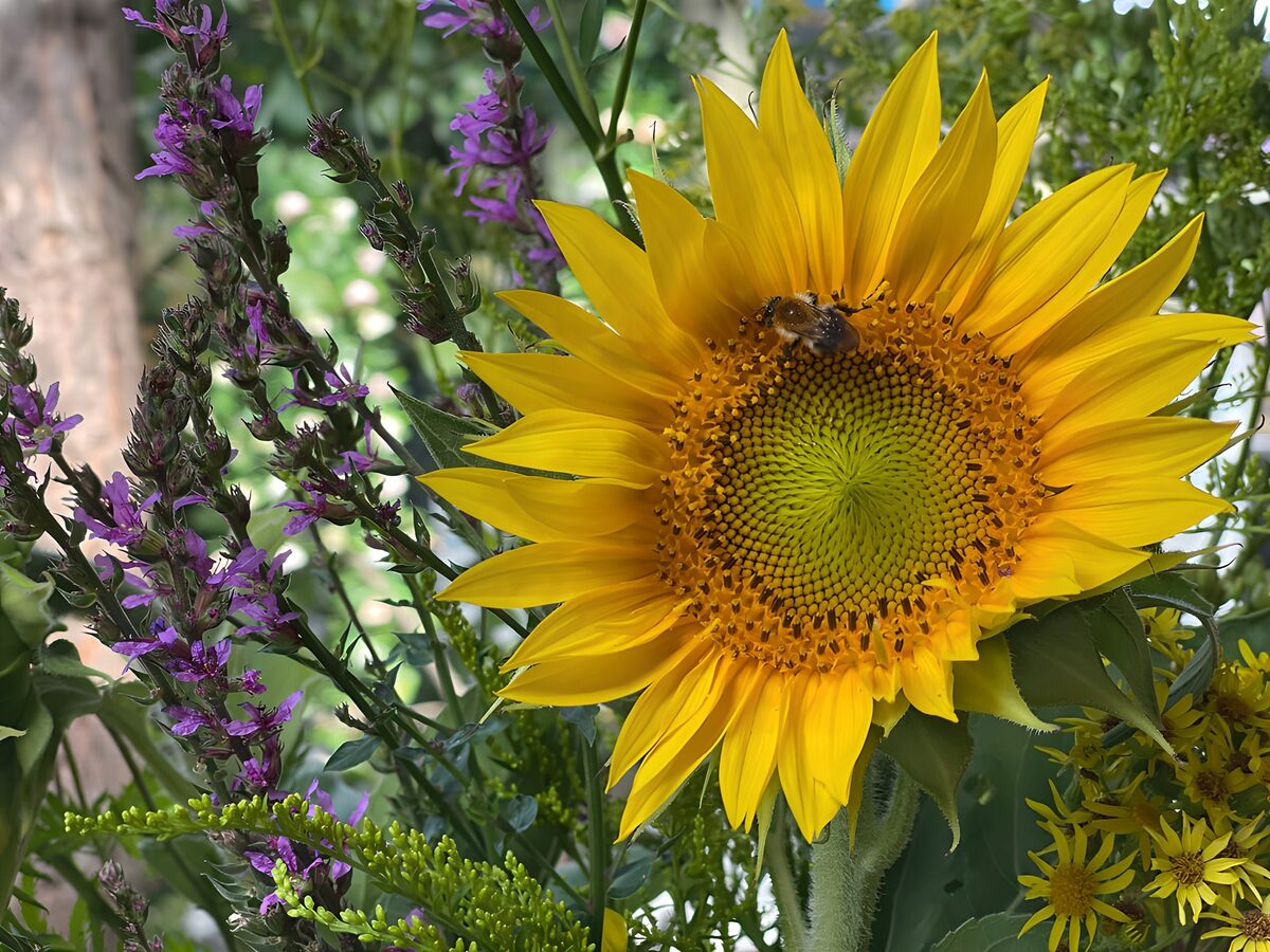 Sonnenblume mit Biene im Sommerlicht