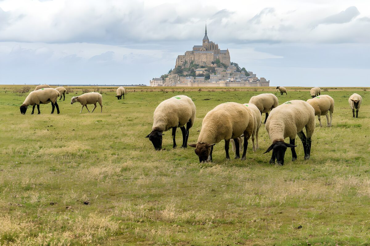 Weidende Schafe vor Mont Saint-Michel