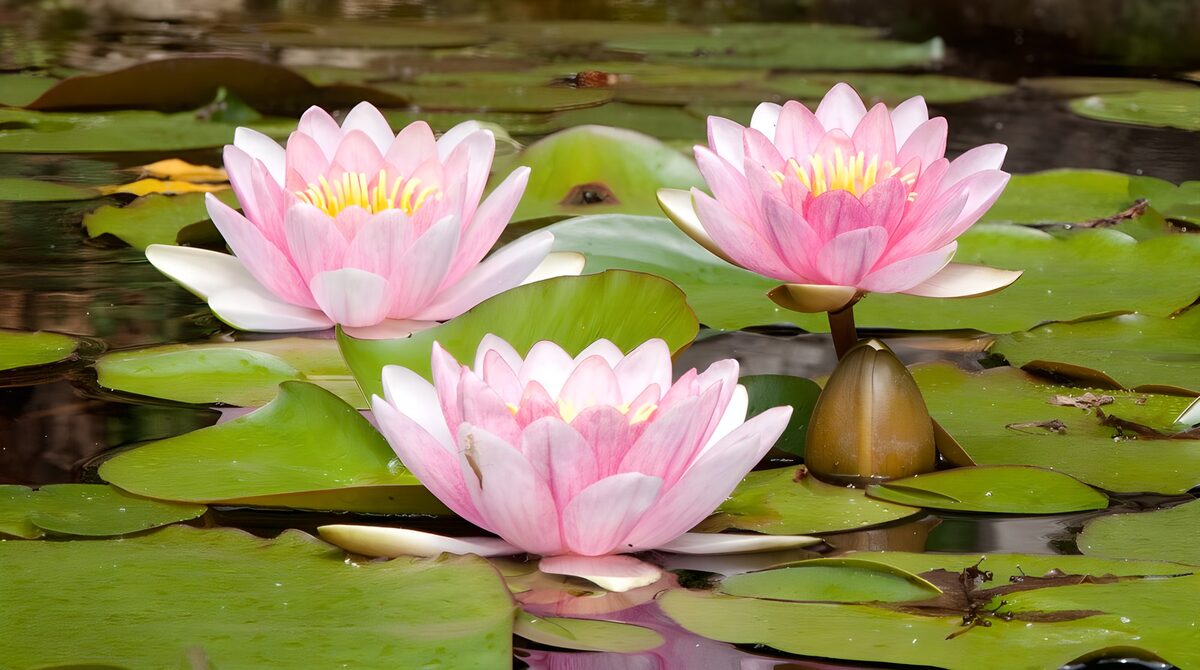 Drei rosa Seerosen auf stillem Wasser