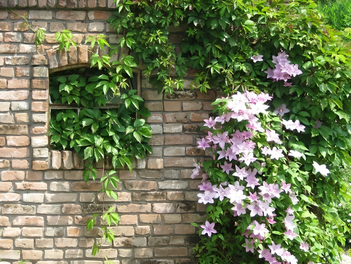 Ziegelwand mit rosa Blüten im Sonnenlicht