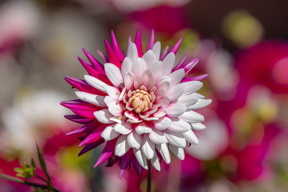 Weiß-rosa Dahlie mit violettem Blütenkranz