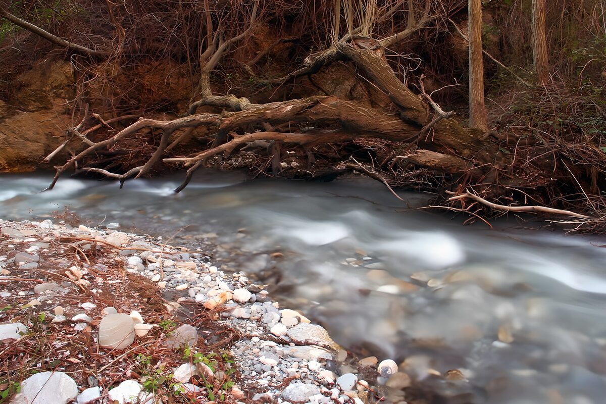 Wilder Waldbach mit gefallenem Baum