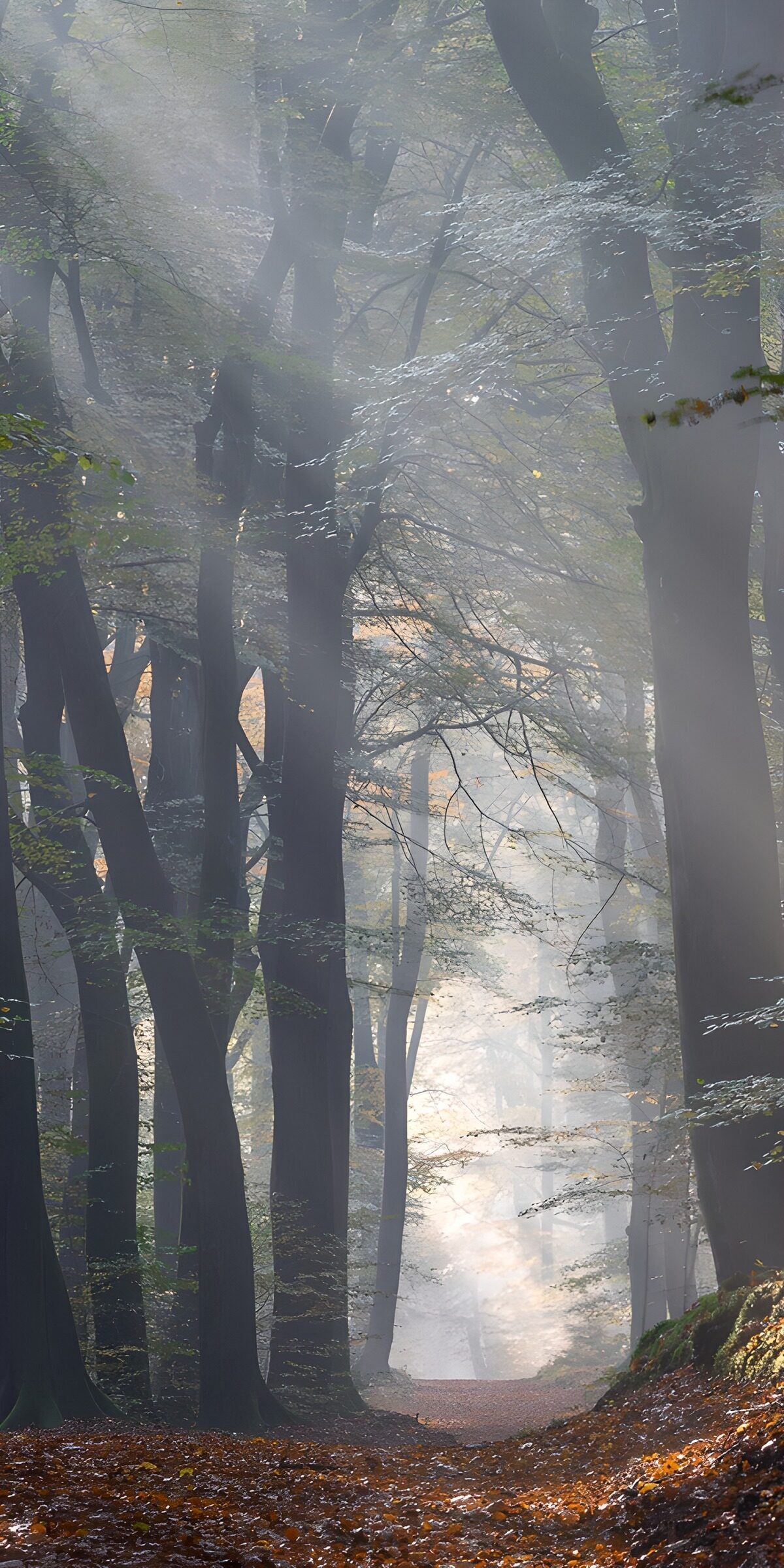 Herbstlicher Waldweg im Sonnennebel
