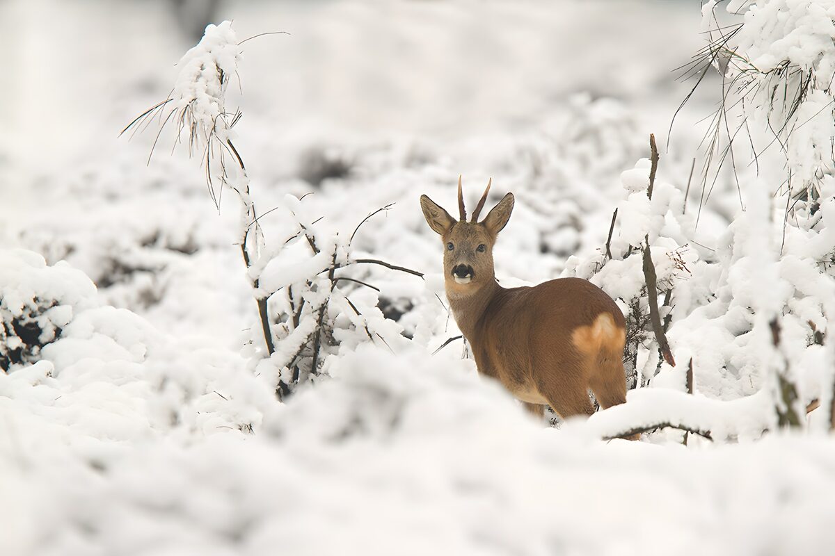 Wachsamer Rehbock im verschneiten Geäst