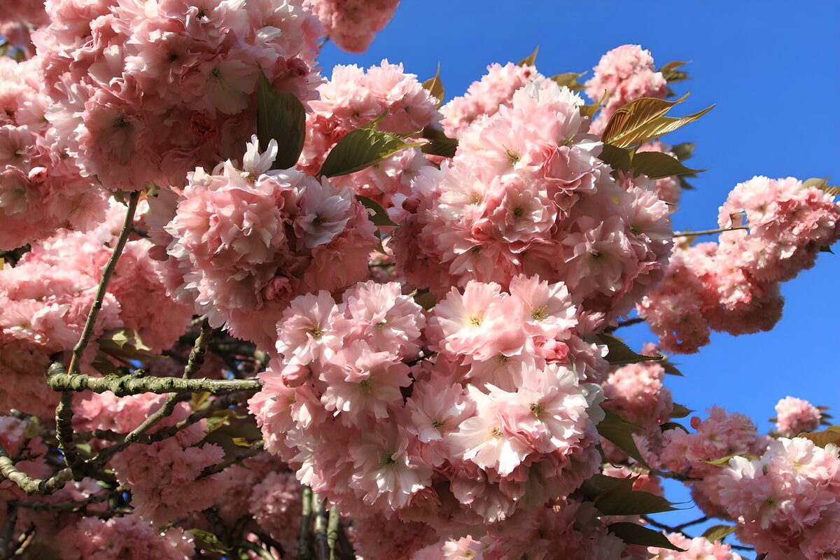 Rosa Kirschblüten im Frühlingslicht