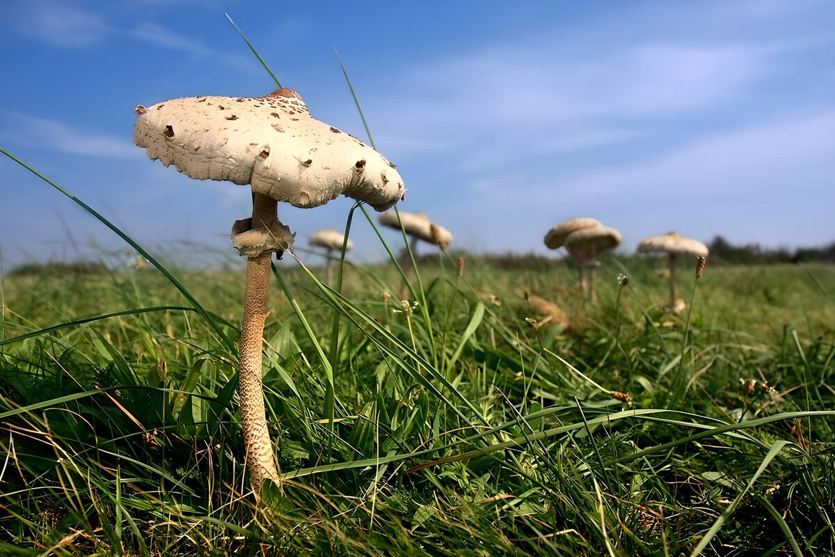 Großer Pilz im sonnigen Wiesengras
