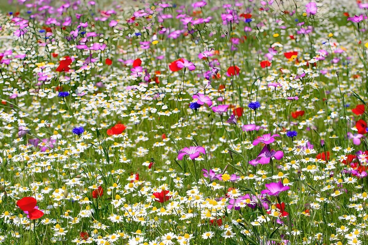 Ein Sommergedicht aus Wiesenblüten