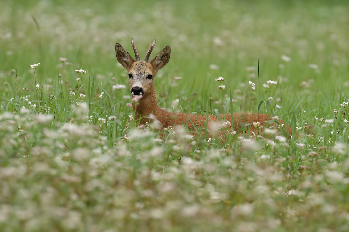 Wachsamer Rehbock in der Blumenwiese