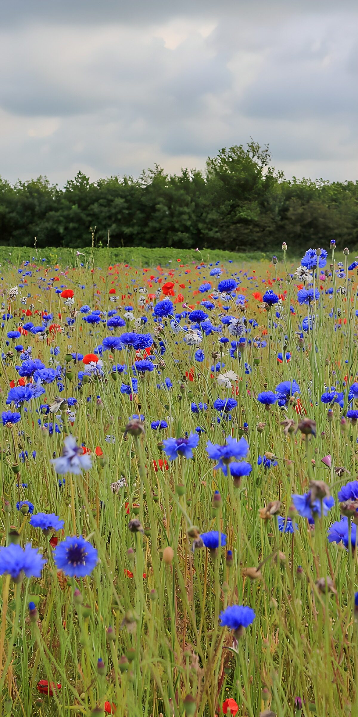 Kornblumen und Mohn unter grauem Himmel