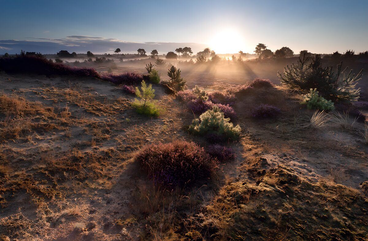 Sonnenaufgang über sandiger Heide