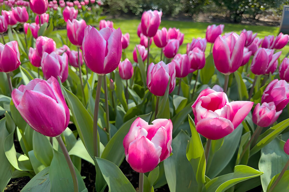 Rosa Tulpen im sonnigen Blumenbeet