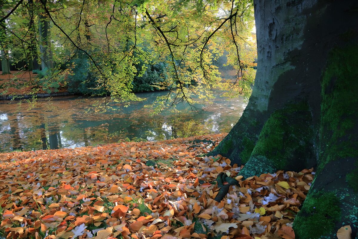 Herbstbaum am stillen Wasser